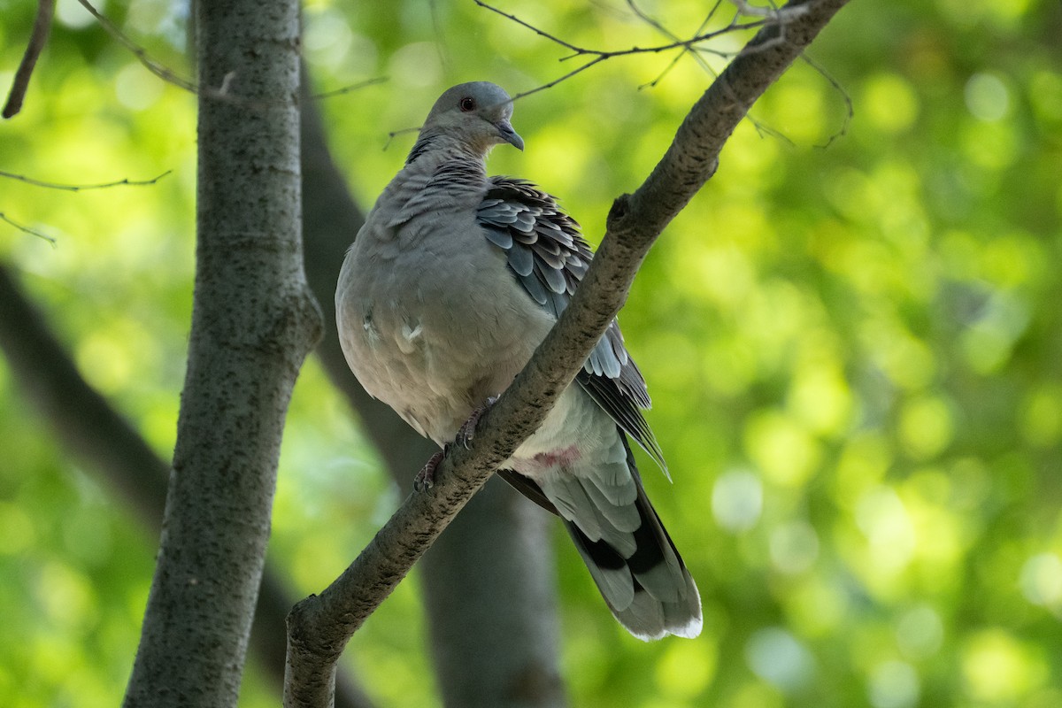 Oriental Turtle-Dove - Fran Kim