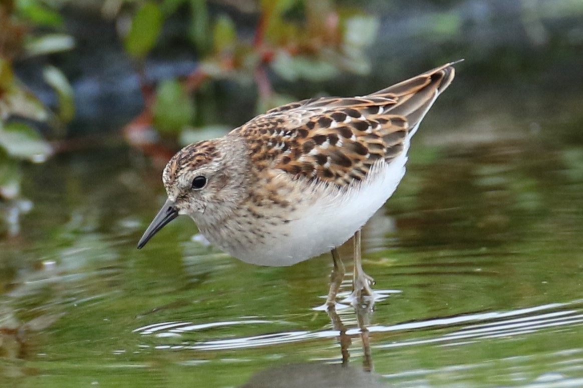 Least Sandpiper - ML623394305