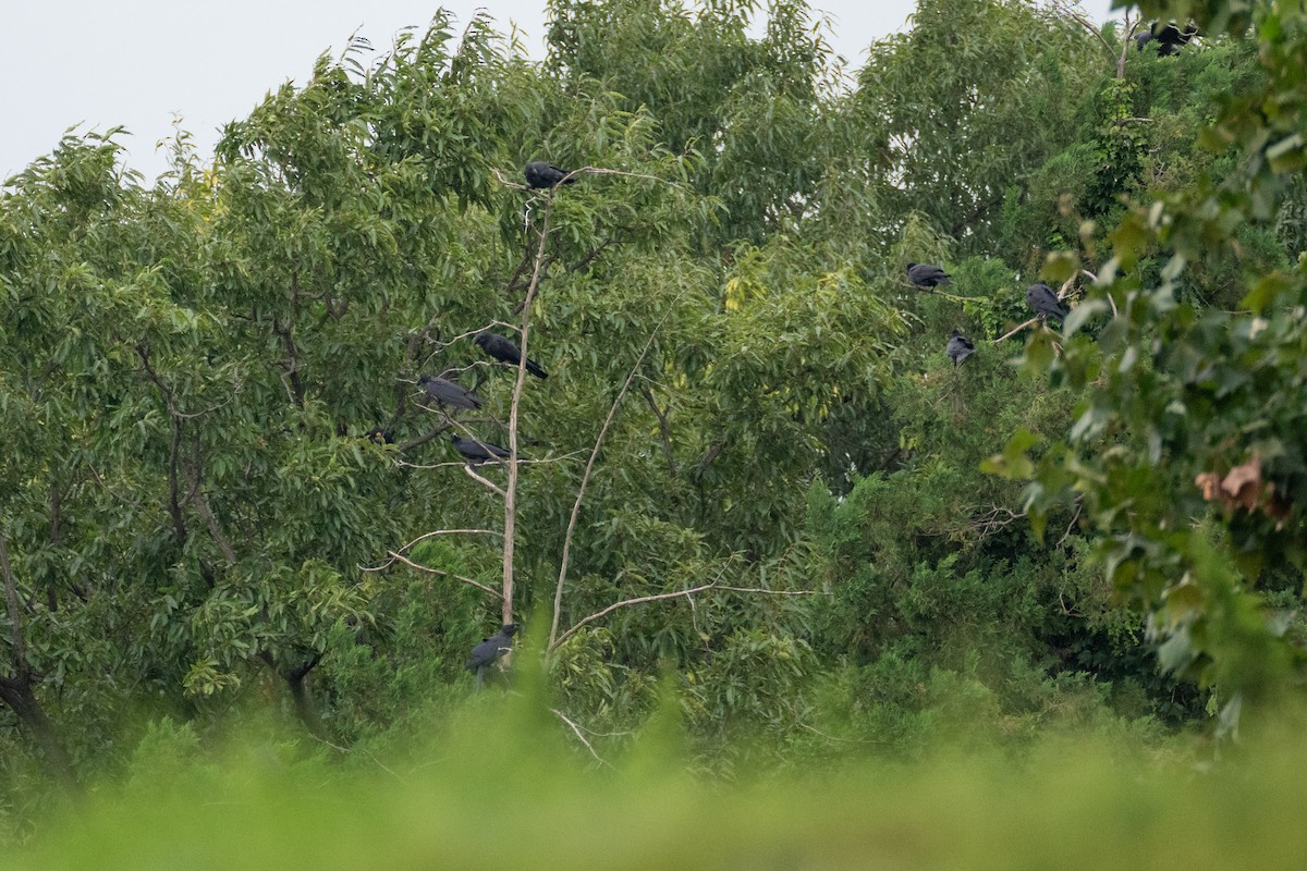 Large-billed Crow - ML623394306