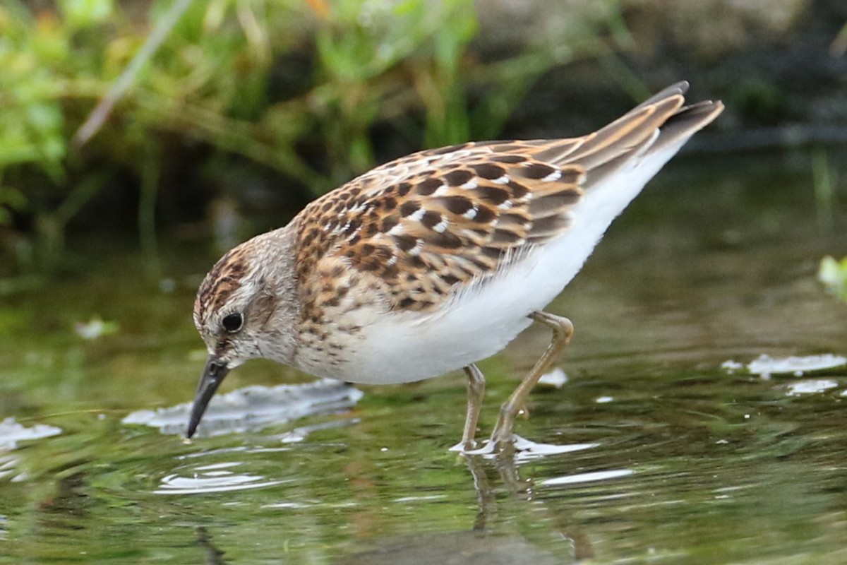 Least Sandpiper - ML623394310