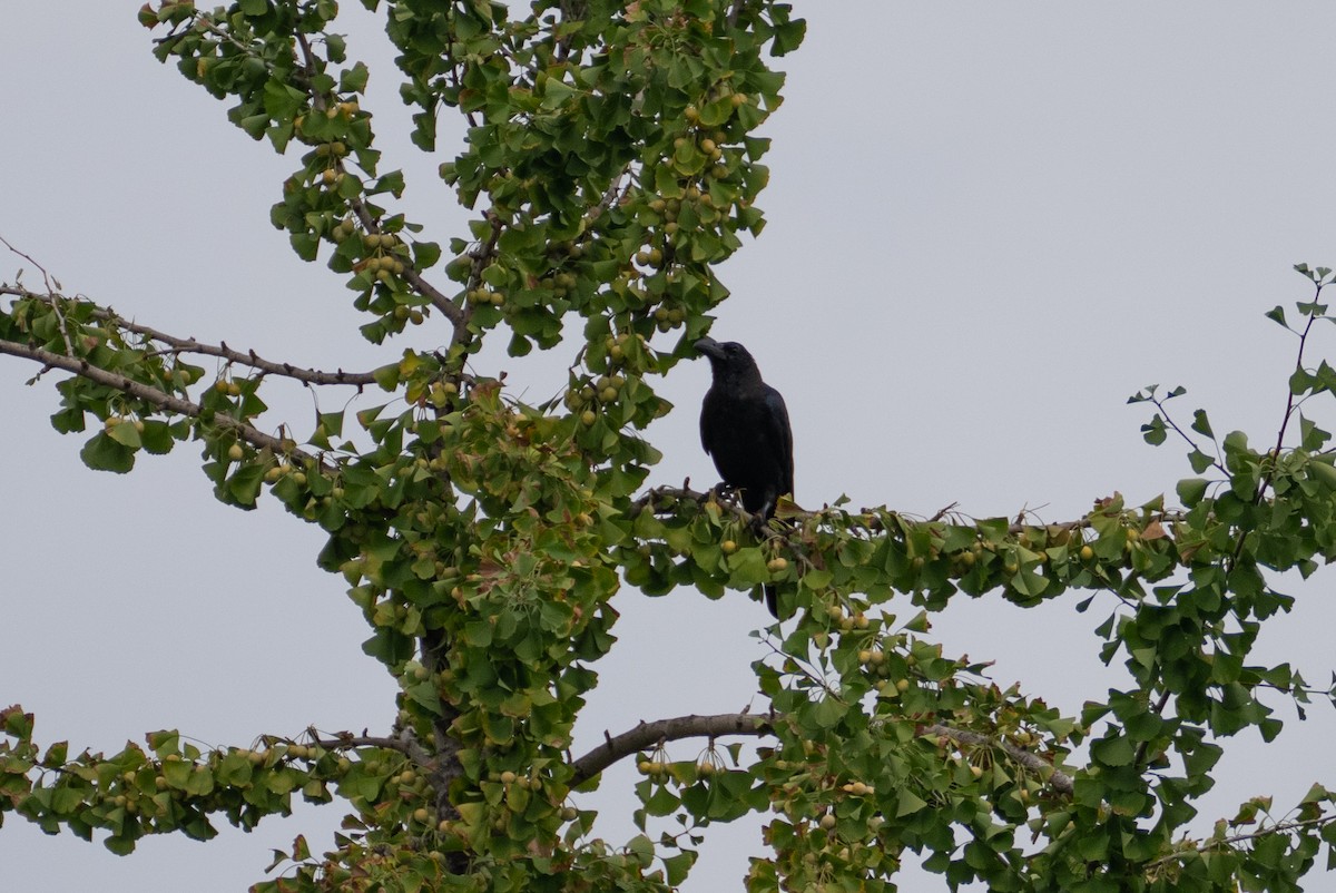 Large-billed Crow - ML623394313