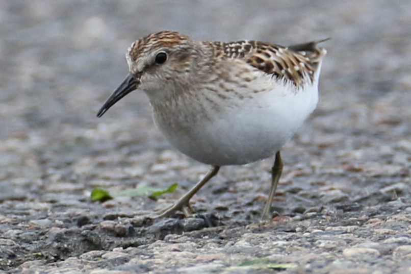 Least Sandpiper - ML623394314