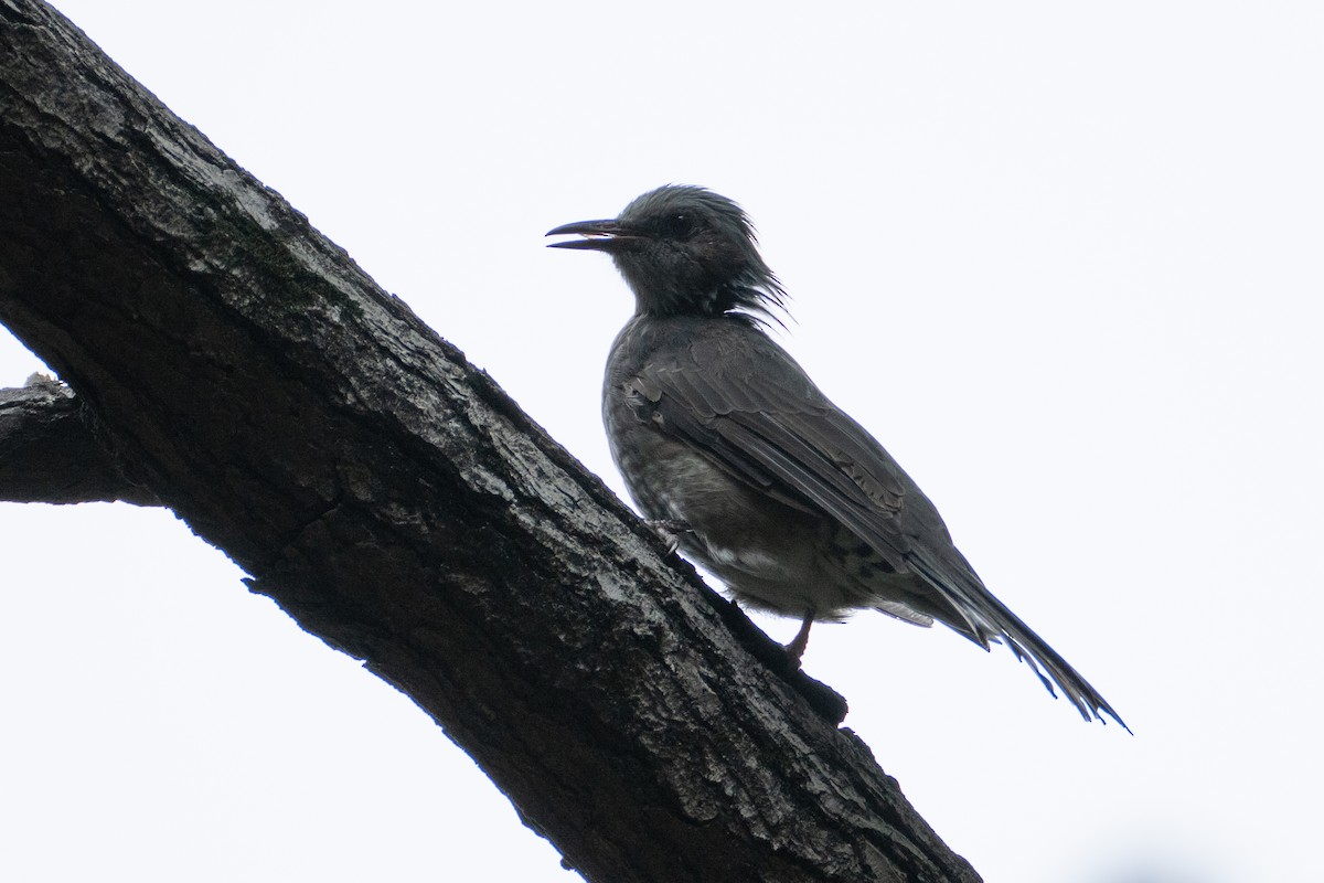 Brown-eared Bulbul - ML623394316