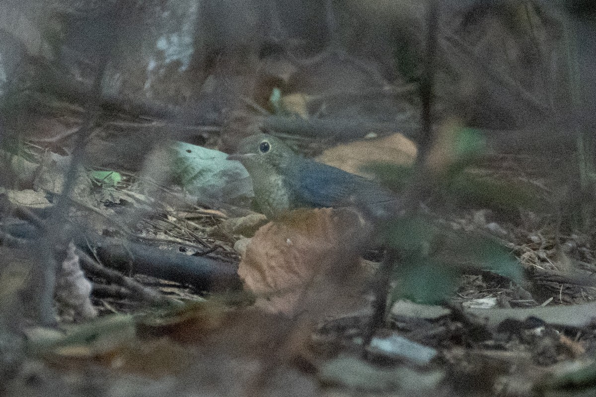 Siberian Blue Robin - ML623394321