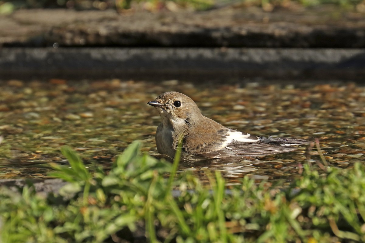 European Pied Flycatcher - ML623394331