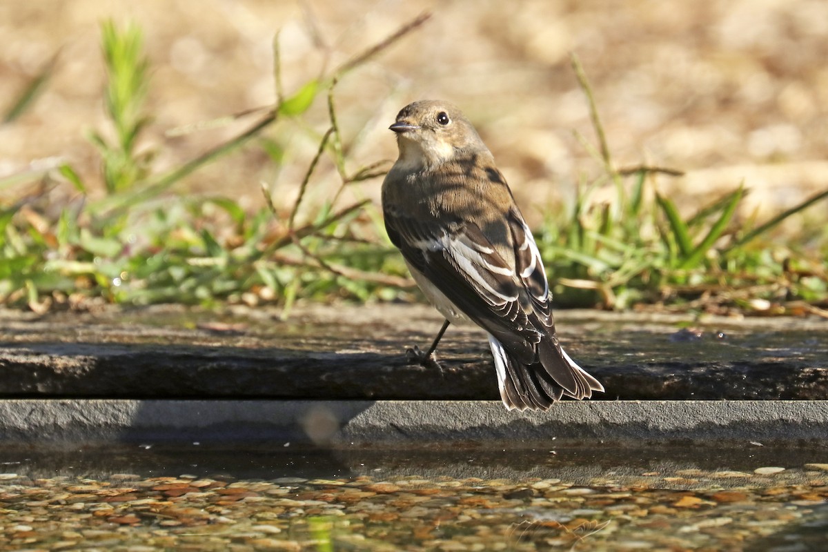 European Pied Flycatcher - ML623394332