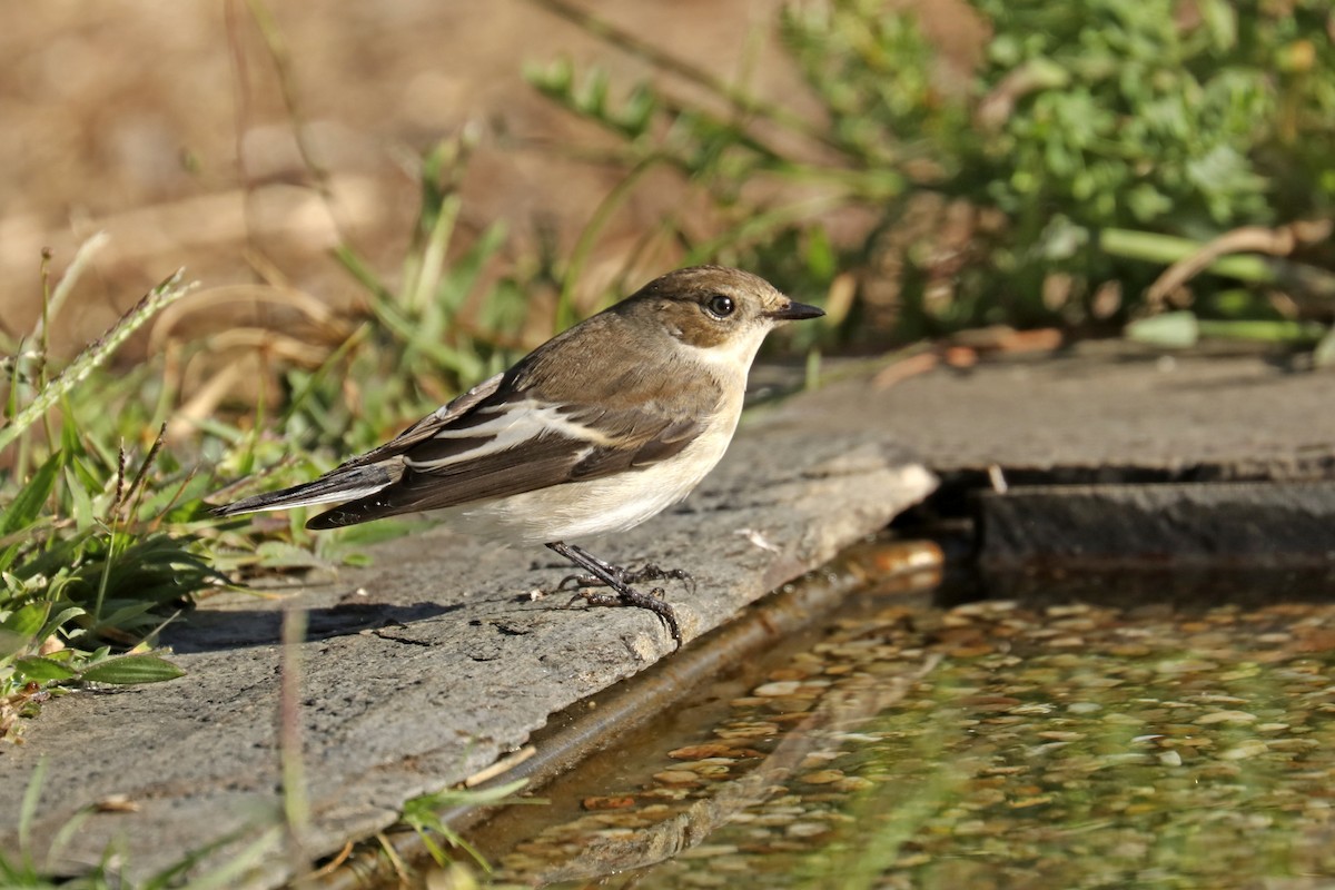 European Pied Flycatcher - ML623394333