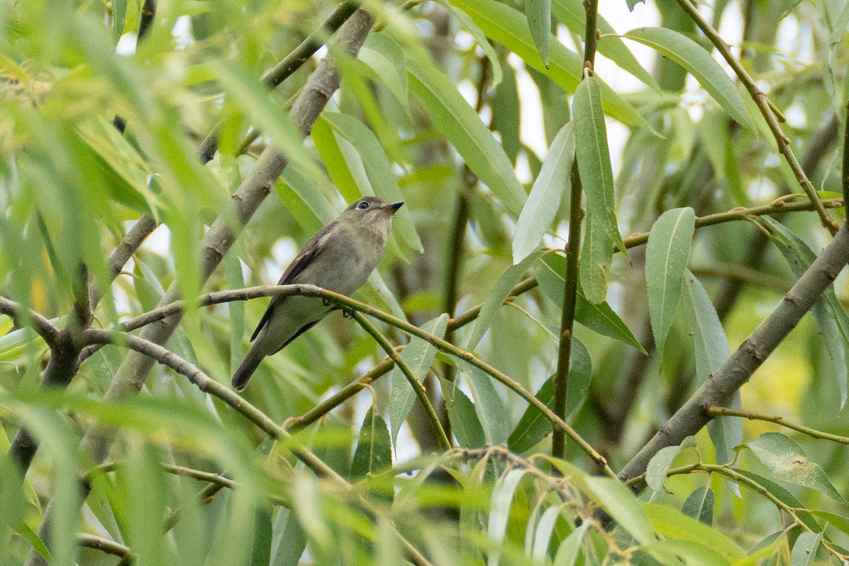 Asian Brown Flycatcher - Fran Kim