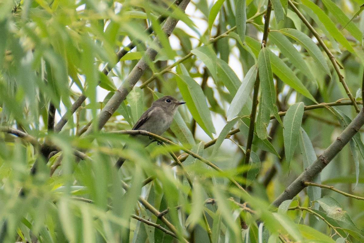 Asian Brown Flycatcher - ML623394336