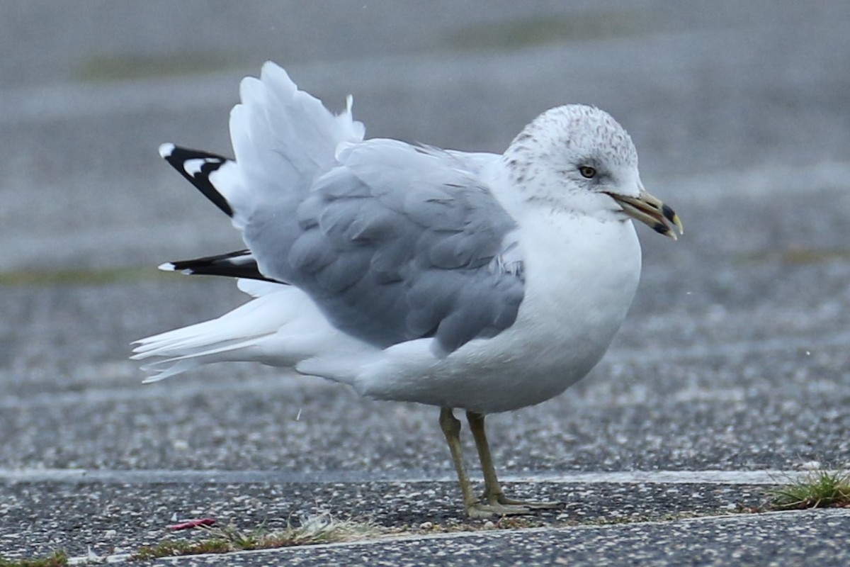 Ring-billed Gull - ML623394337