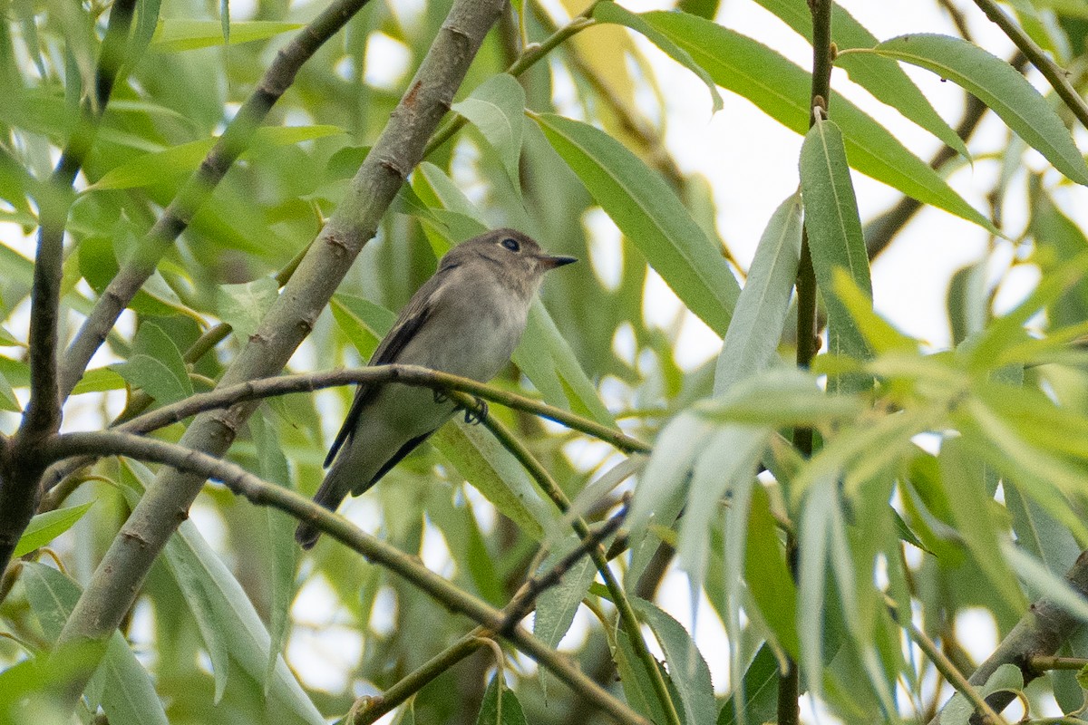 Asian Brown Flycatcher - ML623394343