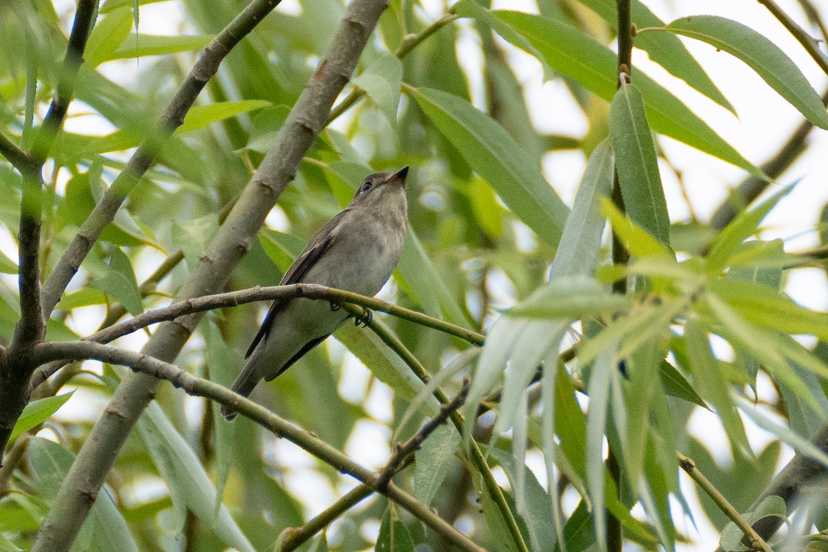 Asian Brown Flycatcher - ML623394344