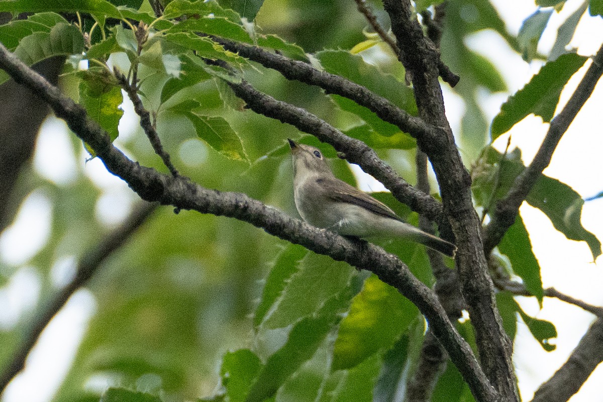 Asian Brown Flycatcher - ML623394345