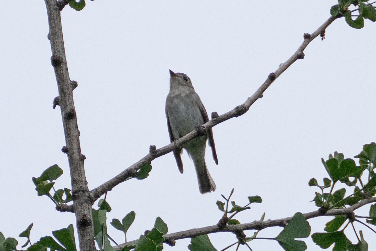 Asian Brown Flycatcher - ML623394347