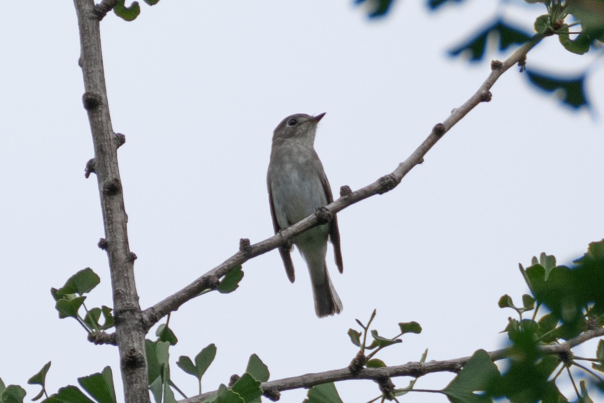 Asian Brown Flycatcher - ML623394348