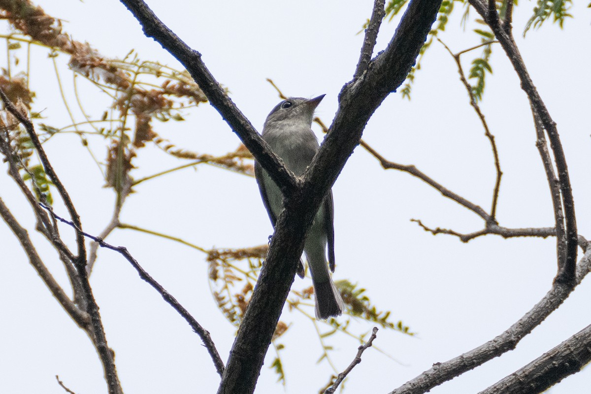 Asian Brown Flycatcher - ML623394352