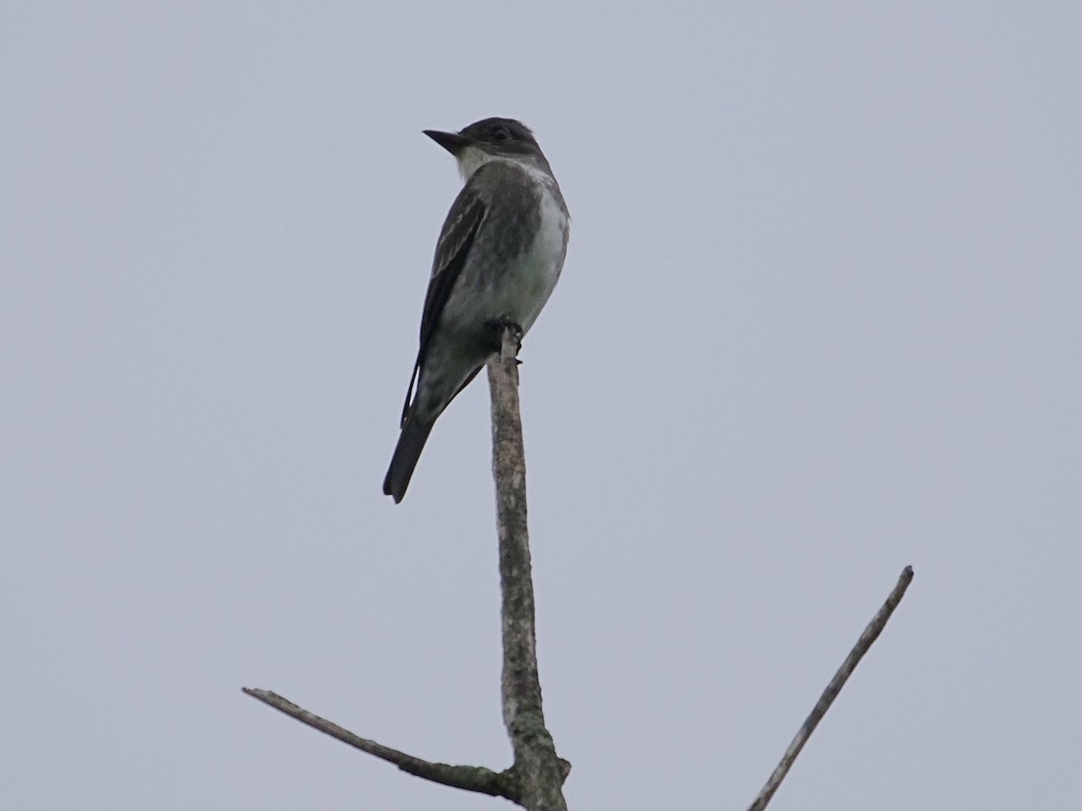 Olive-sided Flycatcher - ML623394364