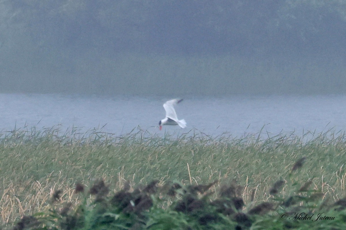 Caspian Tern - Michel Juteau