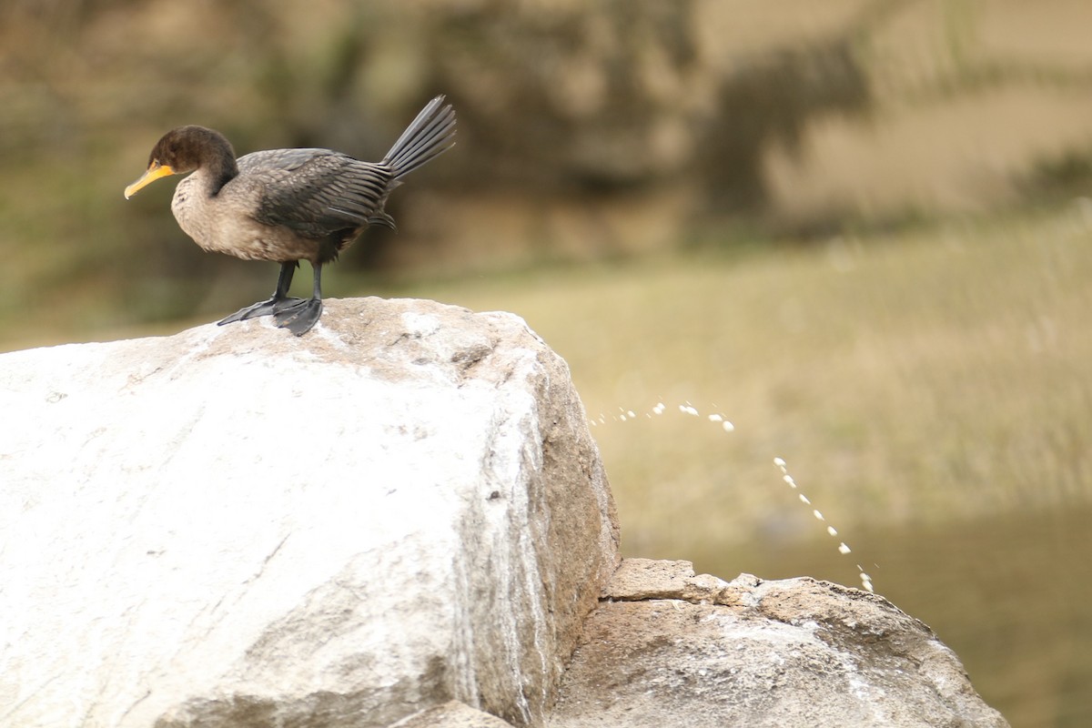 Double-crested Cormorant - ML623394372