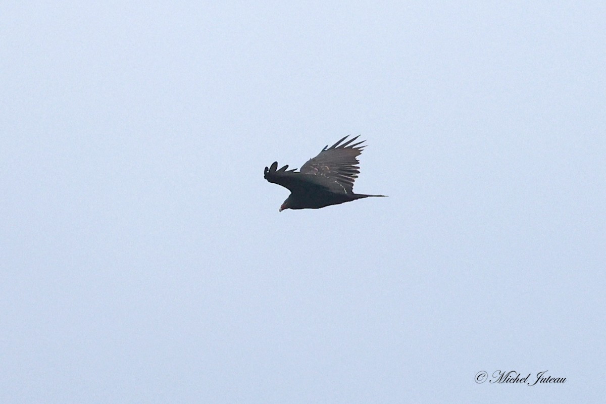 Turkey Vulture - Michel Juteau