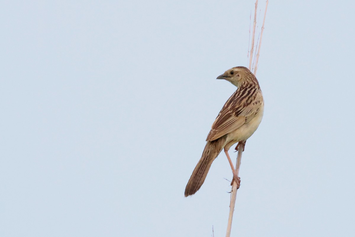 Bristled Grassbird - PANKAJ GUPTA