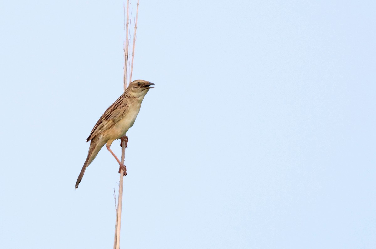 Bristled Grassbird - PANKAJ GUPTA