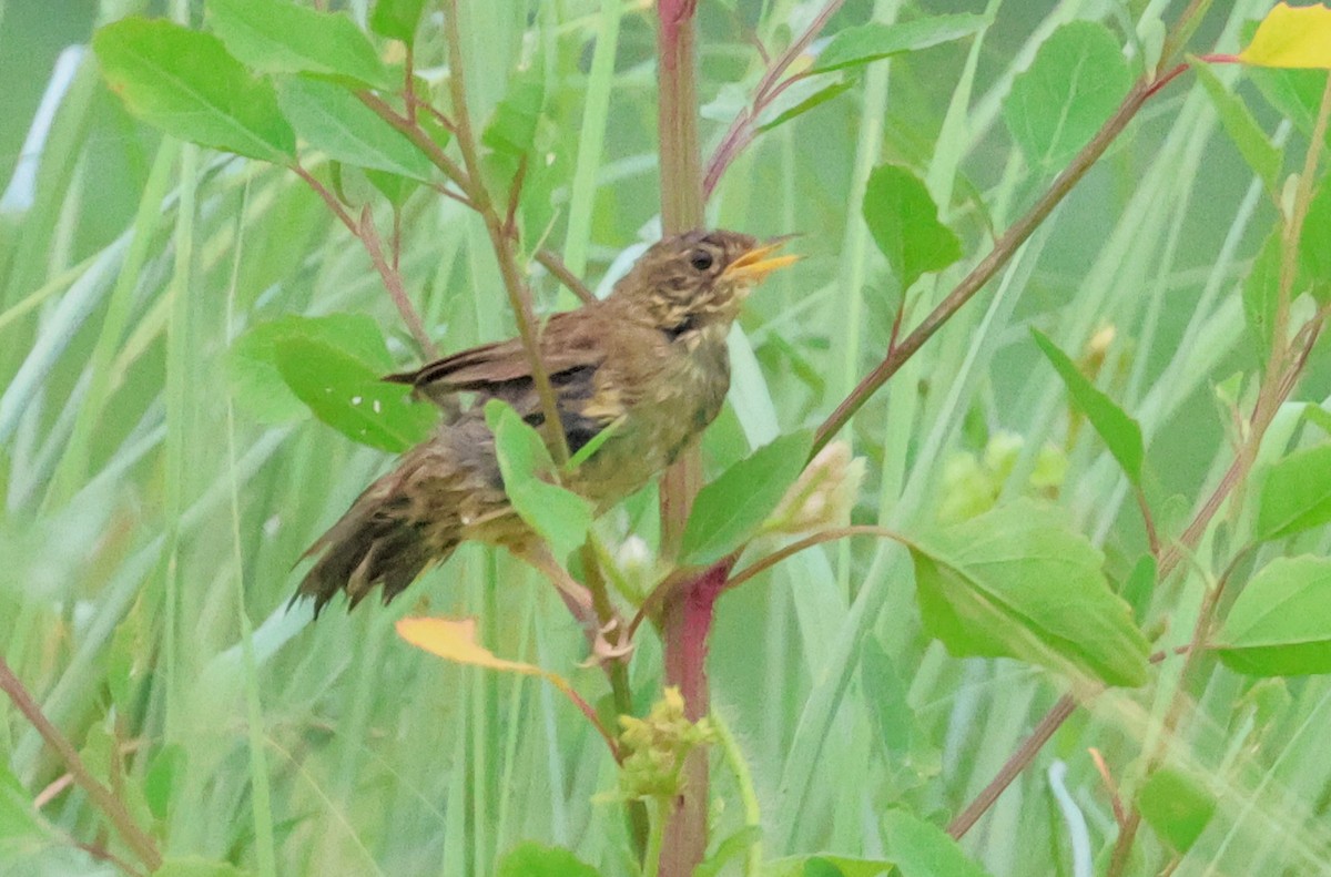 Common Grasshopper Warbler - ML623394433