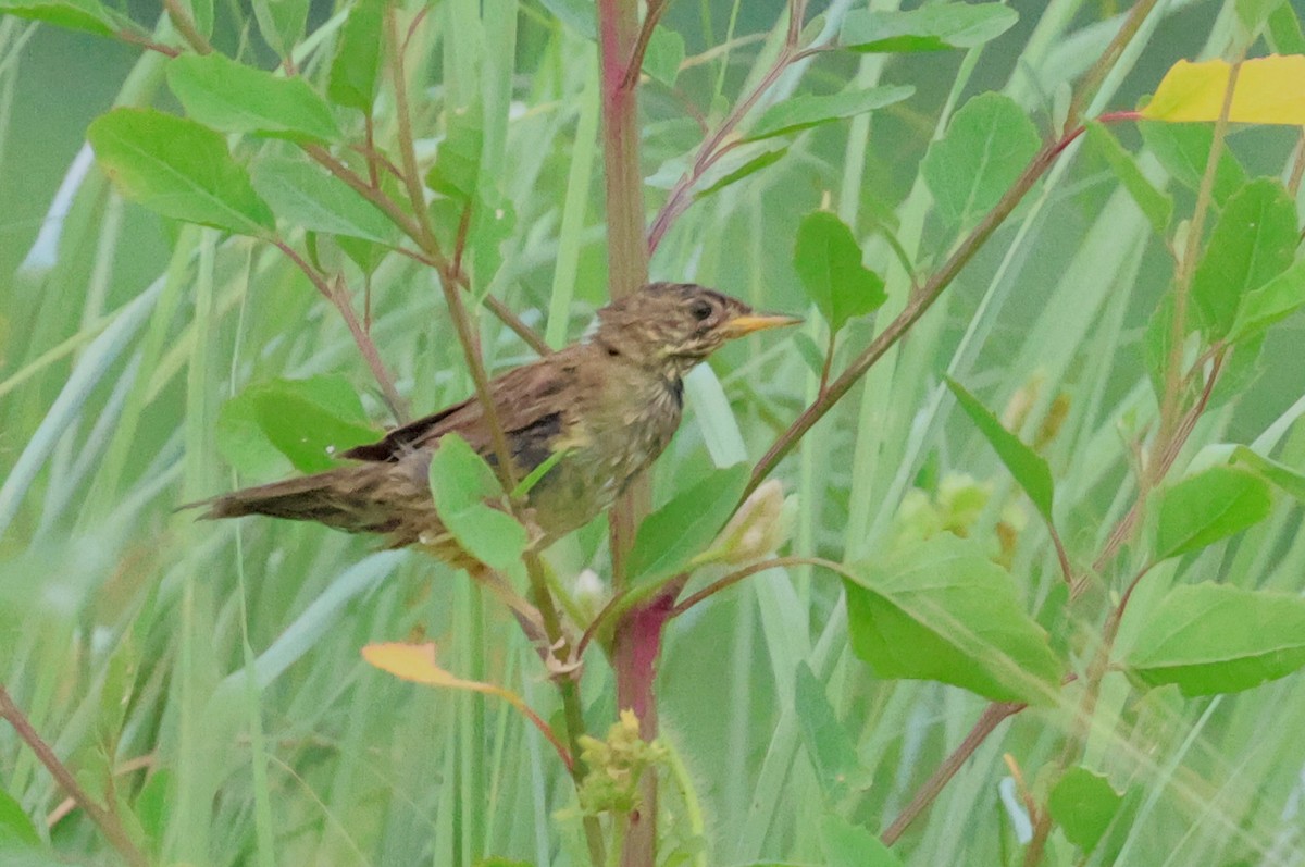 Common Grasshopper Warbler - ML623394438