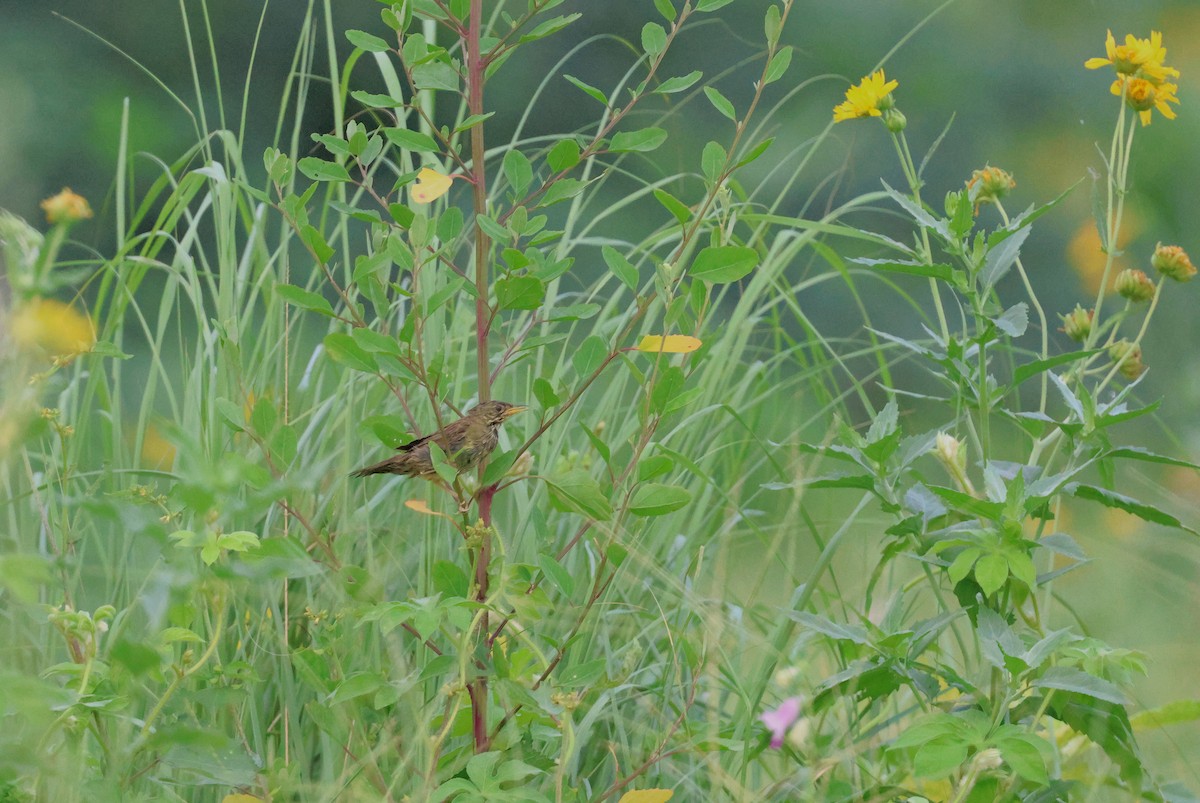 Common Grasshopper Warbler - ML623394439