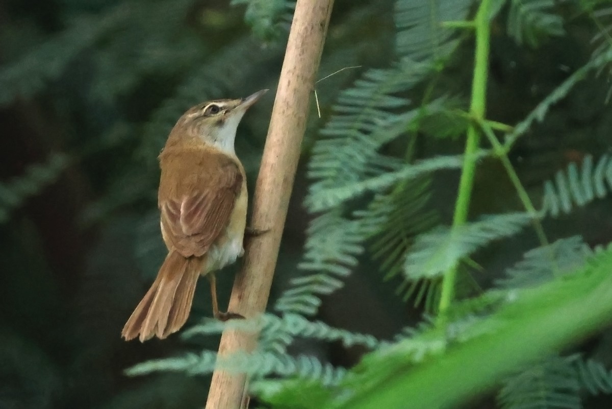 Paddyfield Warbler - ML623394457