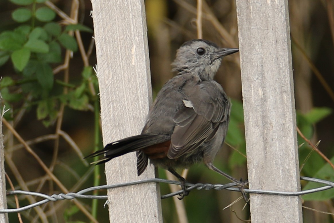 Pájaro Gato Gris - ML623394500