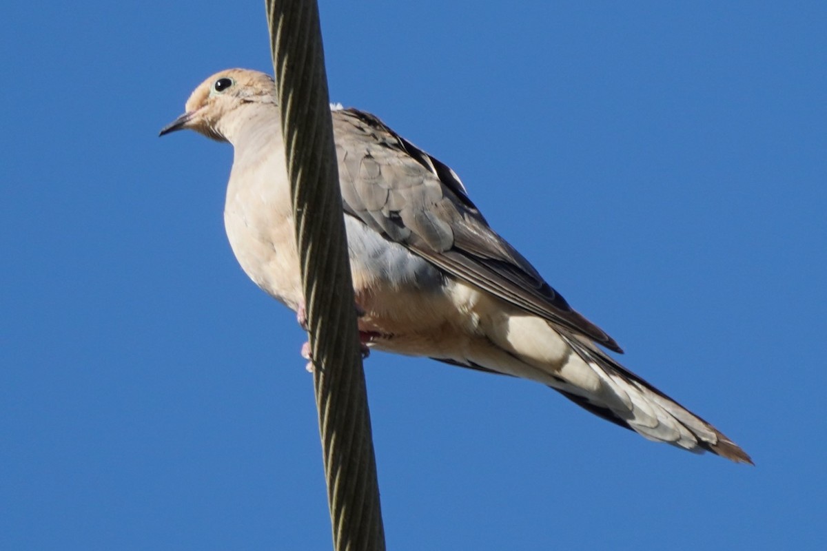 Carolinataube - ML623394502
