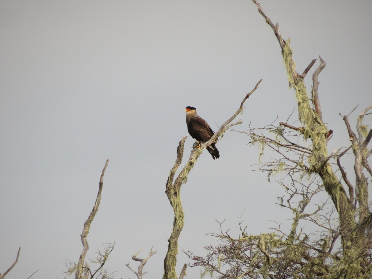 Crested Caracara - ML623394520
