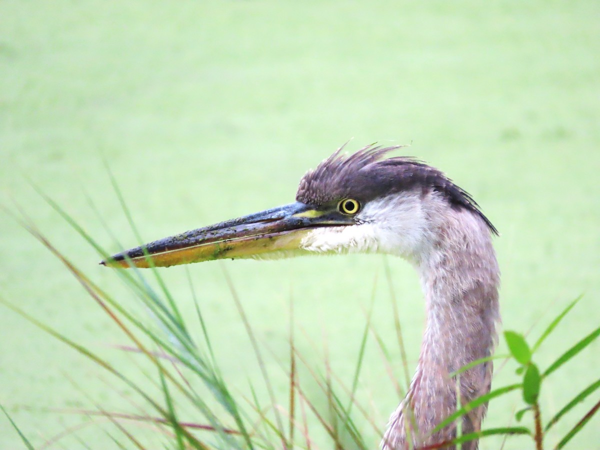 Great Blue Heron - ML623394523