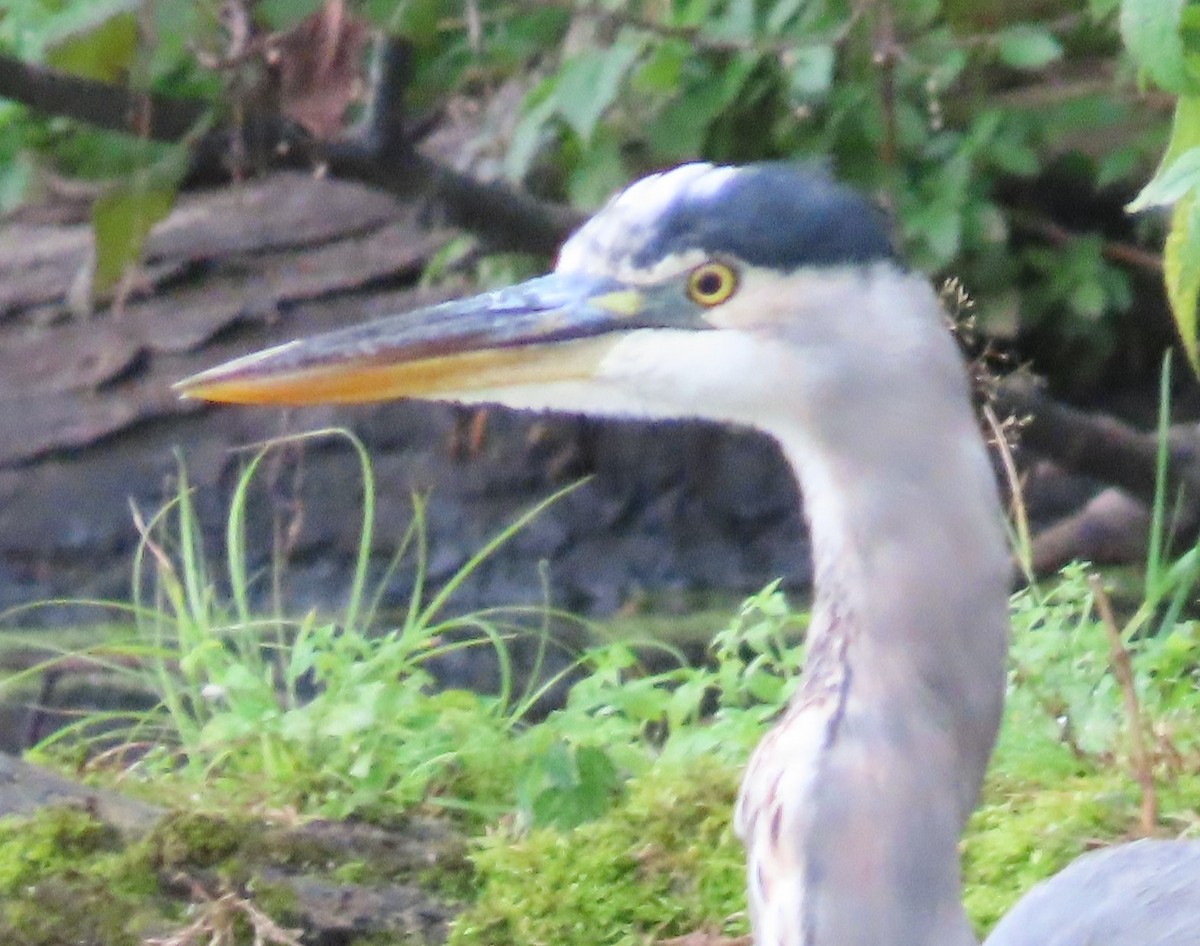 Great Blue Heron - ML623394528