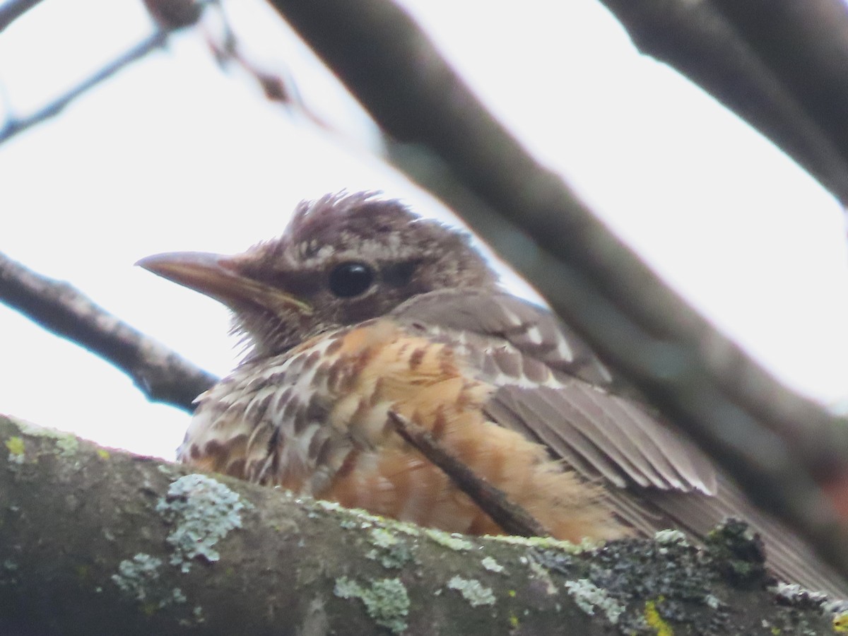 American Robin - Lynn Barber