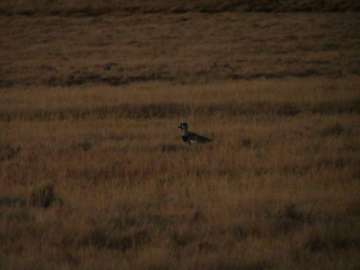 Southern Lapwing (chilensis/fretensis) - ML623394548