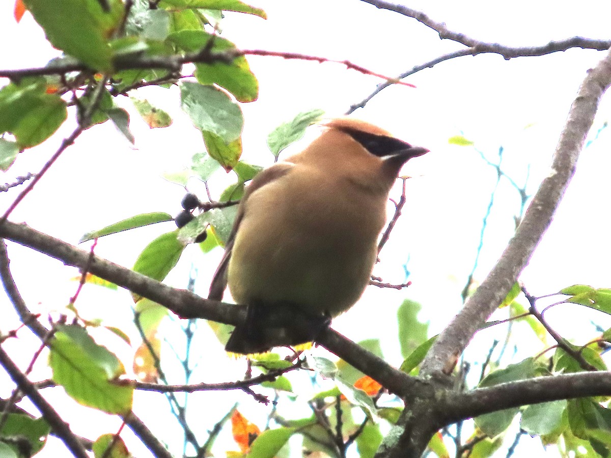 Cedar Waxwing - ML623394549