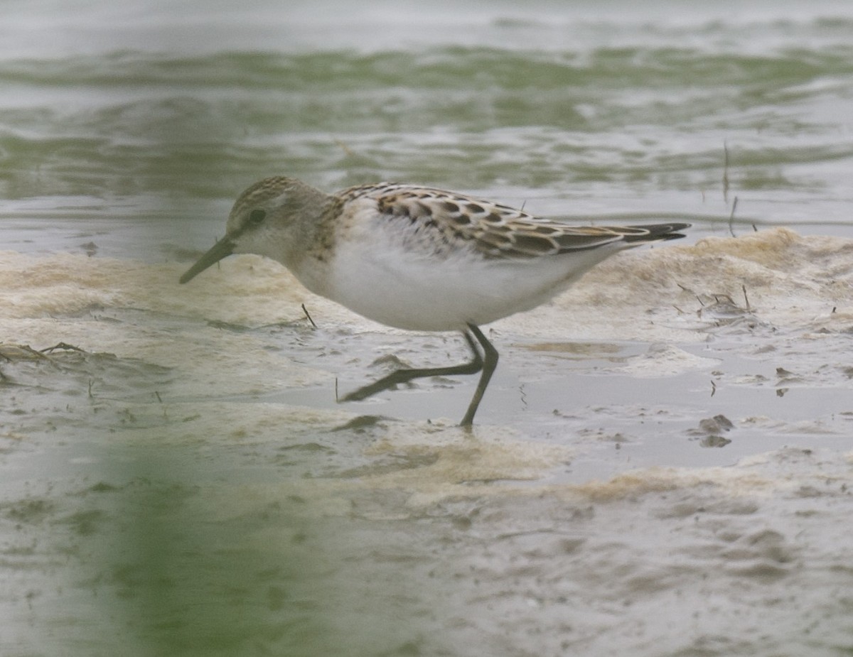 Little Stint - ML623394569