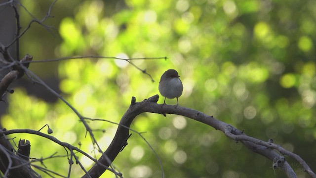 Superb Fairywren - ML623394574