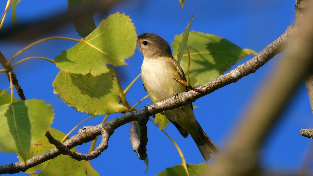 Віреон світлобровий (підвид gilvus) - ML623394586