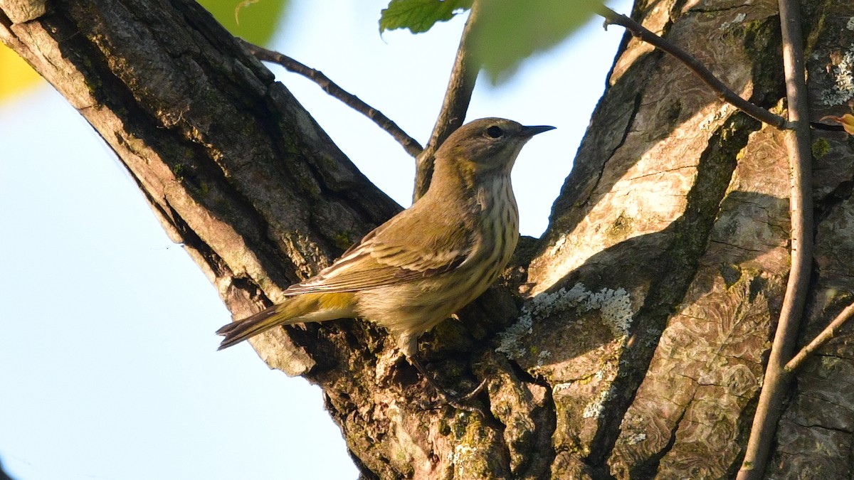 Cape May Warbler - Carl Winstead