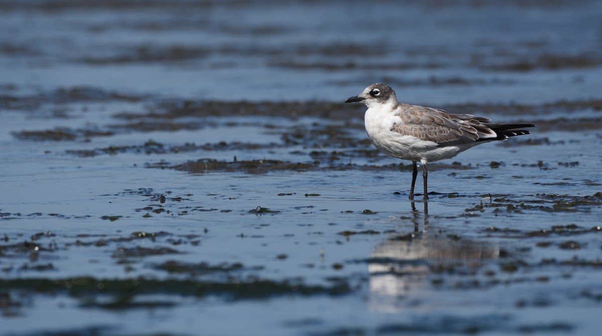 Franklin's Gull - ML623394625
