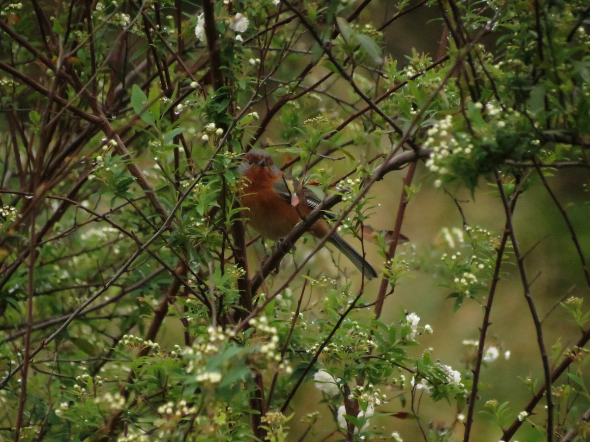 Rusty-browed Warbling Finch - ML623394627