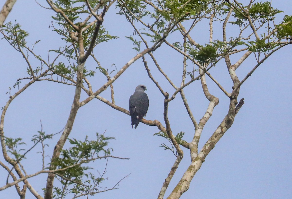 Plumbeous Kite - ML623394681