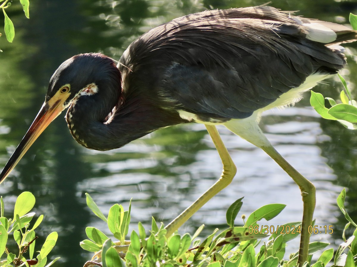 Tricolored Heron - ML623394730