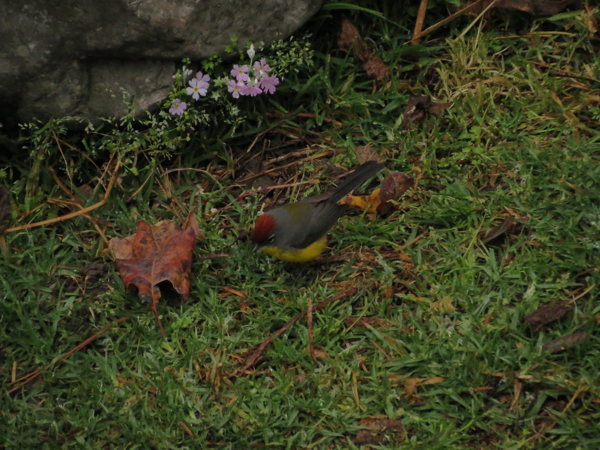 Brown-capped Redstart - ML623394731