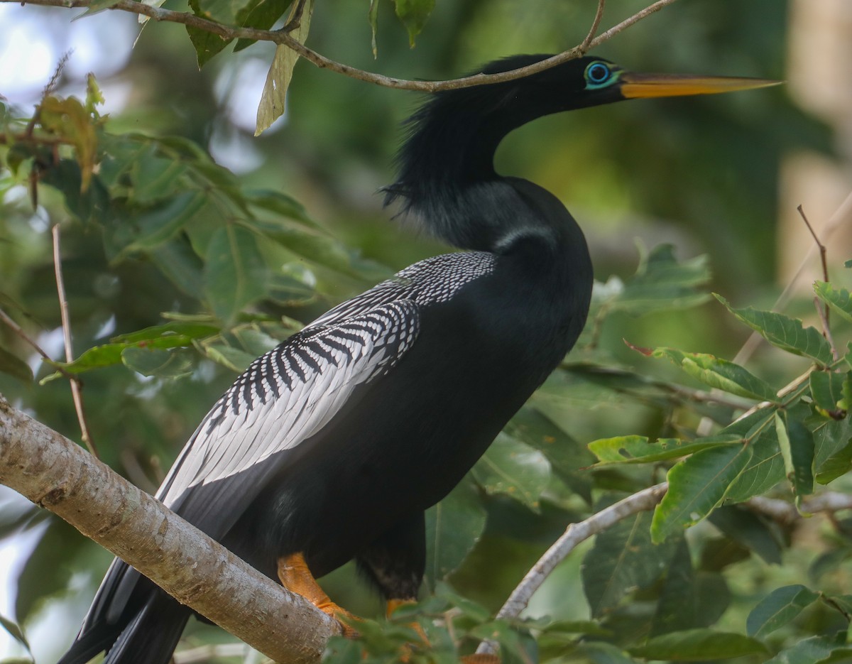 Anhinga - ML623394747