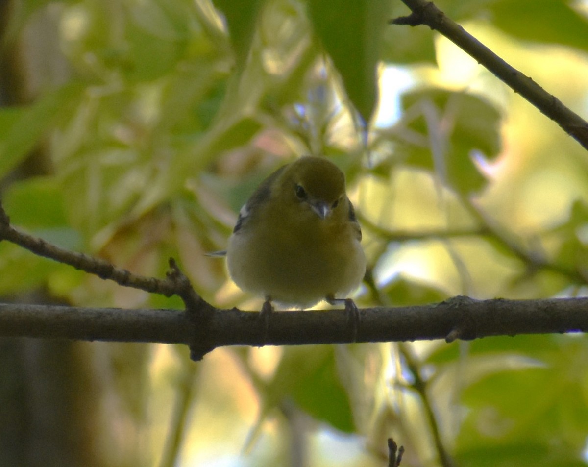 Bay-breasted Warbler - ML623394755