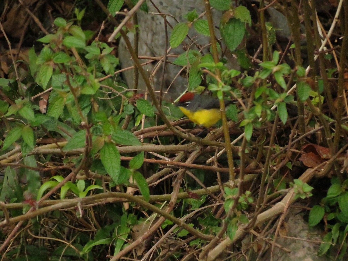 Brown-capped Redstart - ML623394756